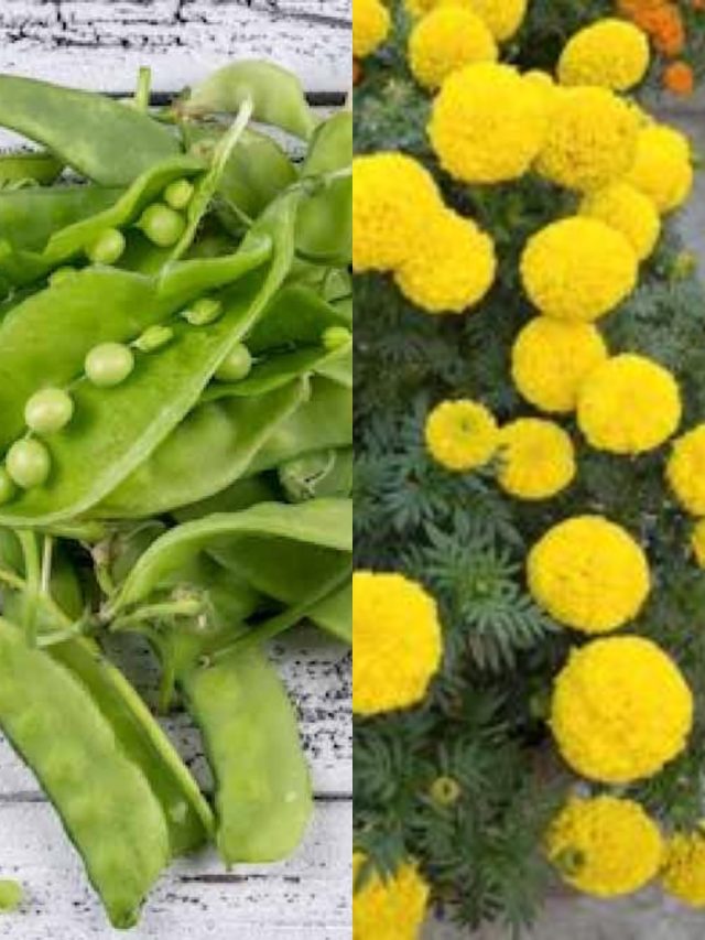 টবে দিন মটরশুঁটির খোসার টনিক, প্রচুর ফুল হবে গাঁদা-গোলাপ গাছে