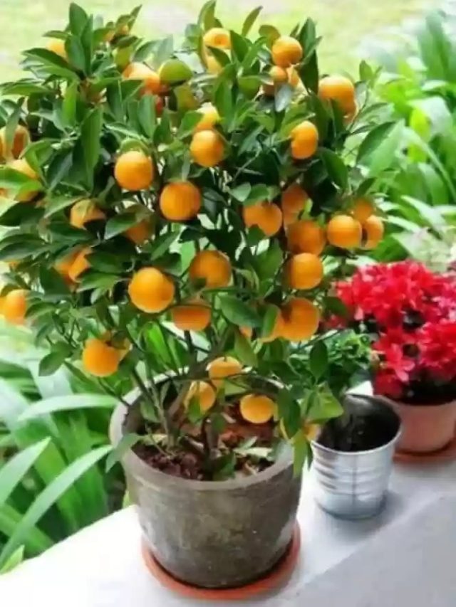 দার্জিলিং নয়, আপনার বারান্দার টবেই এবার ফলবে কমলালেবু