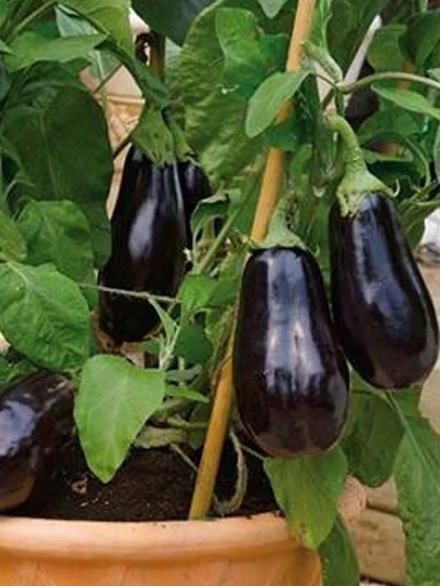 বাম্পার ফলন হবে ১২ মাস,বাড়ির টবে এভাবে চাষ করুন বেগুন