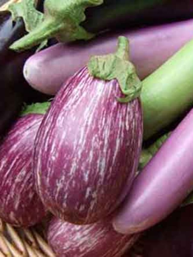 ভাজা-পোড়া কিচ্ছুটি নয়, বেগুন কারা মুখে তুলবেন না?