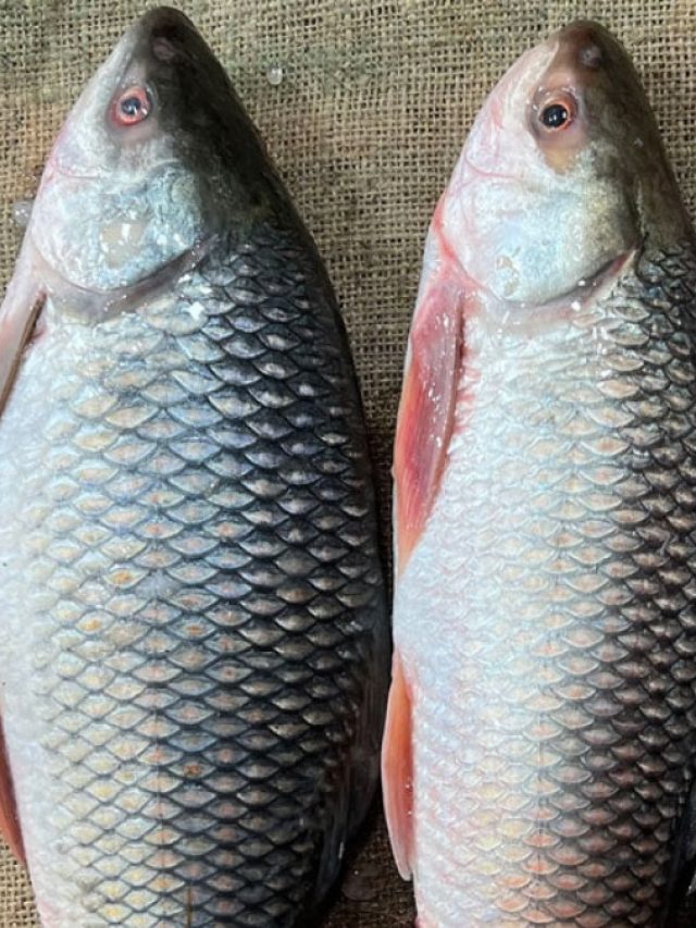 হার্ট অ্যাটাক  রুখে দেবে, রুই মাছের এই অংশেই আছে ম্যাজিক