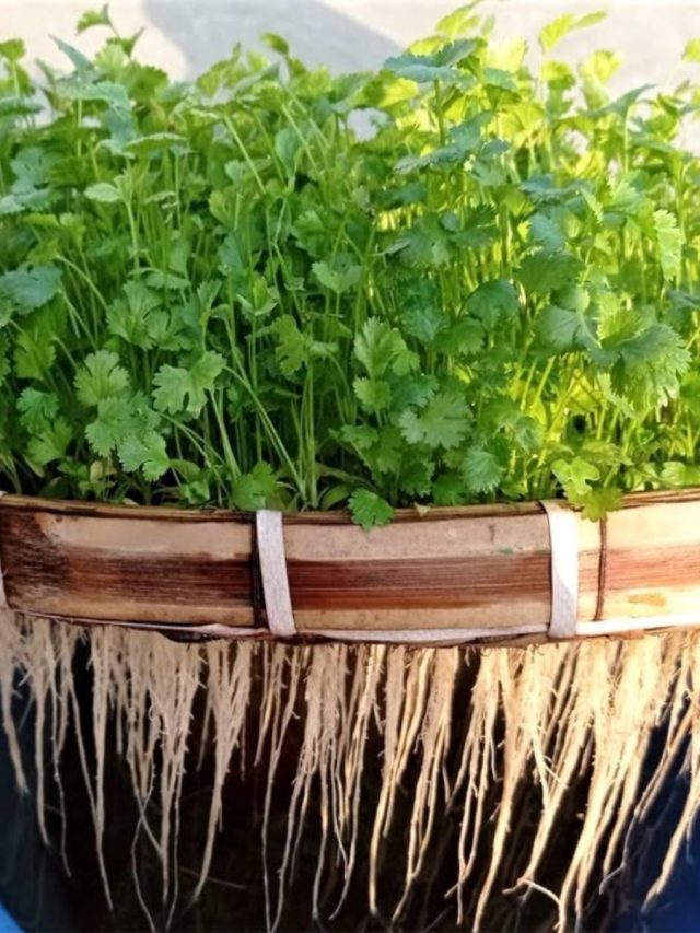 মাটি ছাড়াই বাড়িতে ১২ মাস ফলবে ধনে পাতা, শিখে নিন সহজ পদ্ধতি