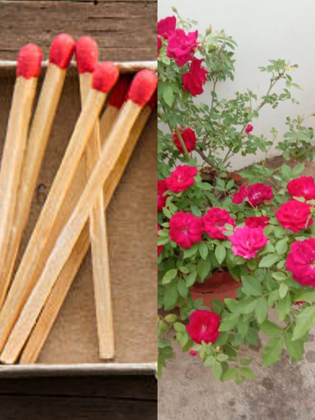 টবে শুধু গুঁজুন দেশলাই কাঠি, গোলাপ-গাঁদা-চন্দ্রমল্লিকায় ভরবে বাগান