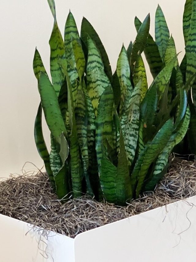 স্নেক প্ল্যান্ট বাড়ির কোন দিকে রাখা শুভ? মানলে ভাগ্য বদলাবে