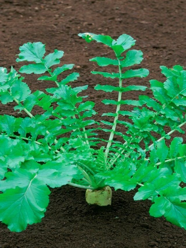 'মাল্টিভিটামিন' গুণ রয়েছে এই  শাকে! হিমোগ্লোবিন বাড়ায় তরতরিয়ে