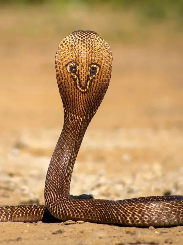 বর্ষায় সাপ বাড়ির চারধার মারাবে না, এই ১ গাছ লাগিয়ে নিন তড়িঘড়ি