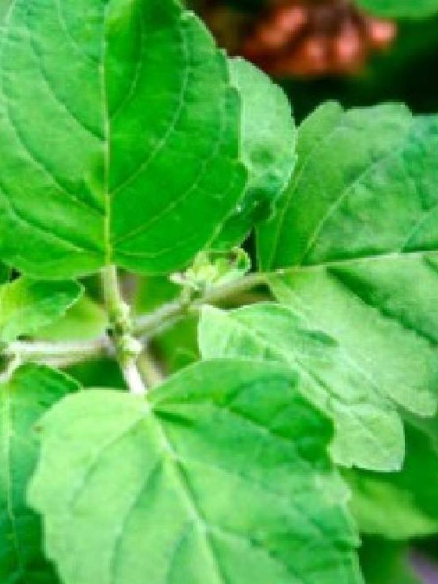 তুলসী পাতা তোলার সময় এই ভুলগুলি একদম করবেন না