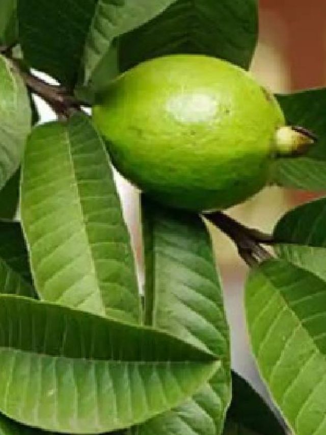 পেয়ারা তো খান,  কিন্তু এর পাতা কত উপকারী জানেন?