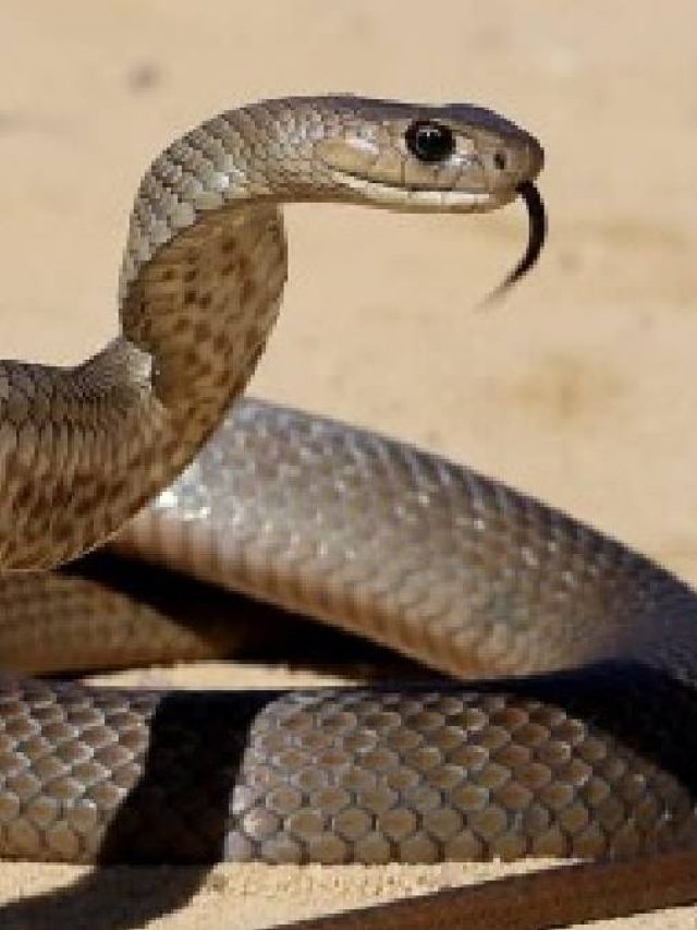 বাড়ির আশপাশে সাপের  উপদ্রব? রান্নাঘরের  এই জিনিস দিলেই পালাবে