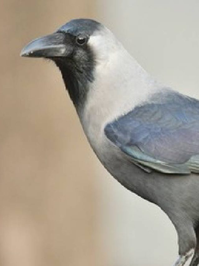 বাড়ির বারান্দা বা ছাদে কাক বসলে কী হয়? জানুন