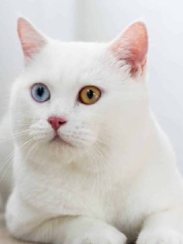 সাদা বিড়াল দেখলেই হয়ে গেল, কিসের ইঙ্গিত দেয়? জানুন