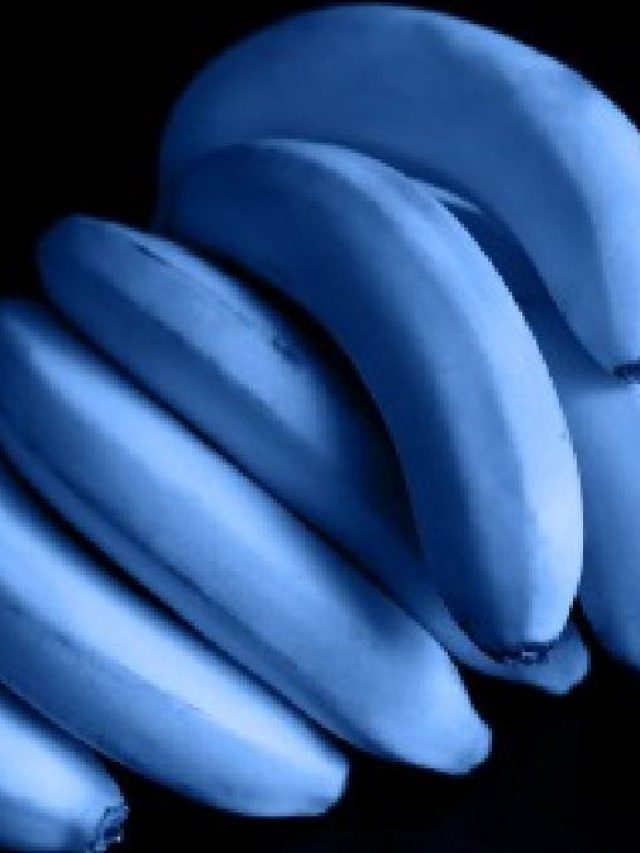 নীল রঙের এই কলা যেন ভ্যানিলা আইসক্রিম, খেলে কী হয়?