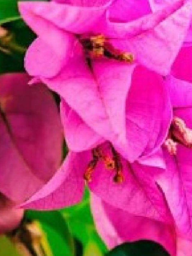 কাগজফুল গাছে ফুল হচ্ছে না? এটা করলেই ফুলে ভরে যাবে