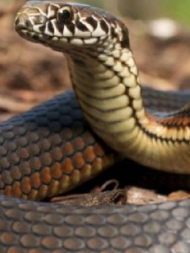 বাড়িতে এই ৩ গাছ থাকলেই সাপ আসে,  জেনে নিন