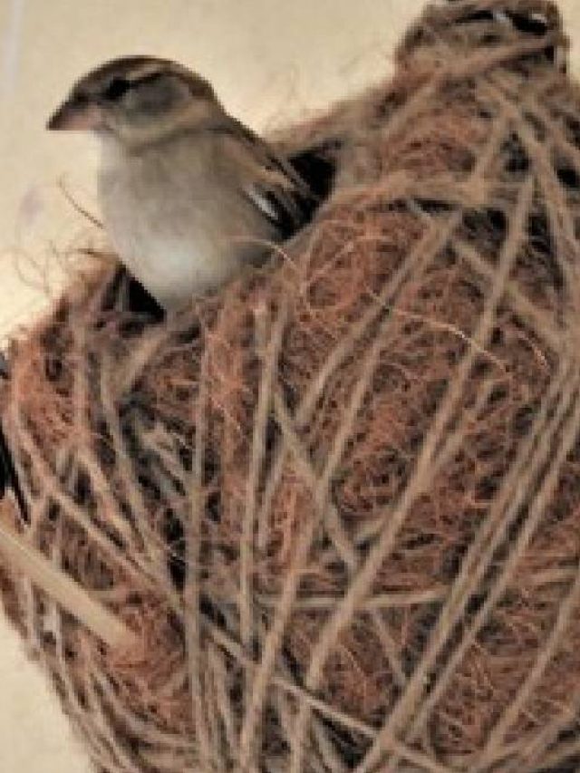 ঘরে চড়ুই পাখির বাসা থাকলেই মিরাকল ঘটবে জীবনে, জানুন