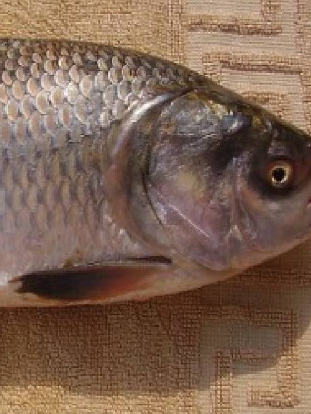 রোজ মাছ খান? ঠিক করছেন না ভুল, জানুন