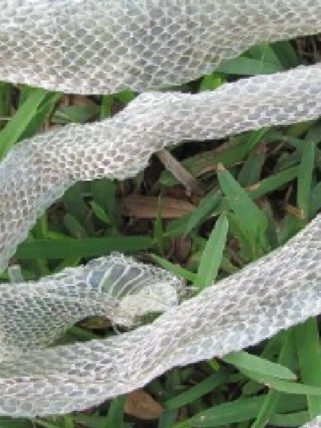 সাপের খোলস দিয়ে এই কাজ করলেই হাতে টাকা আসবে