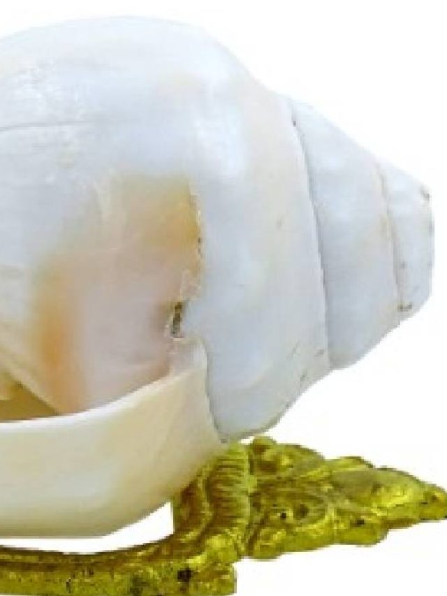 বাড়িতে শাঁখ রয়েছে তো? এ ভাবে রাখলেই সংসার সুখের হবে