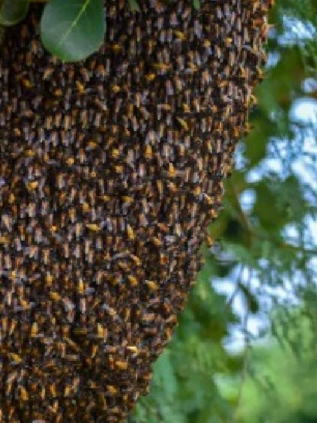 বাড়িতে মৌমাছি মৌচাক বানালে কী হয় জানেন?