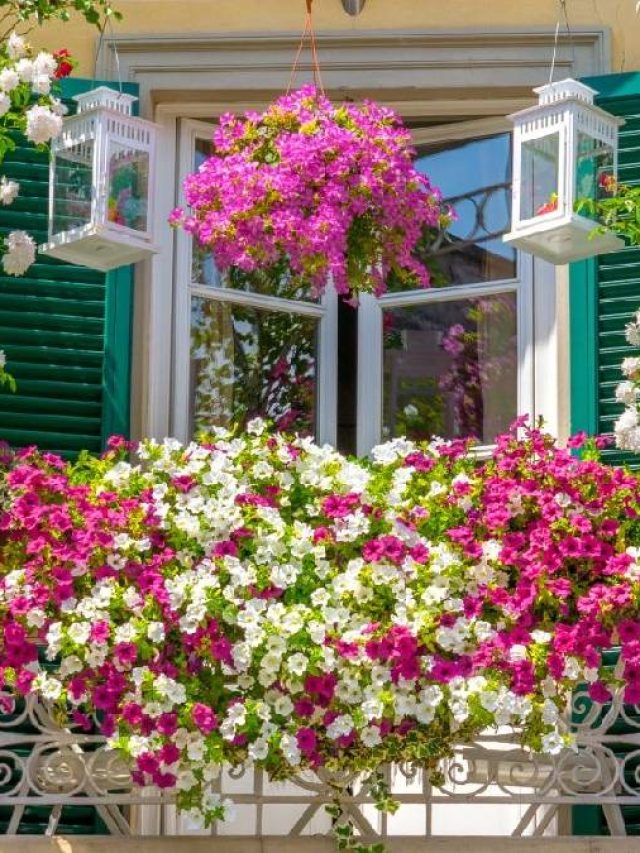 এই গাছগুলি বাড়ির জানলায় লাগান, প্রতিবেশী ঘুরে-ফিরে তাকাবে