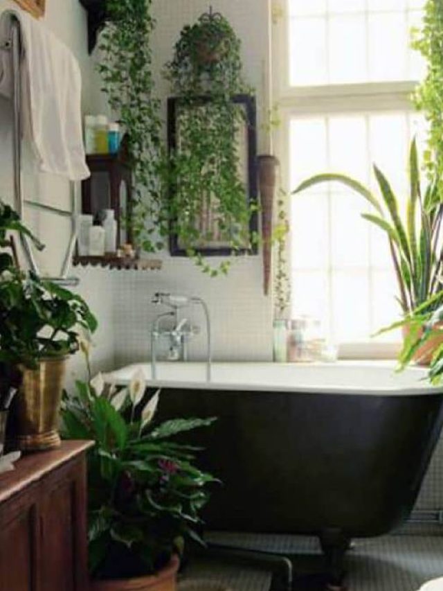 বাথরুম লাগবে বারান্দার মতো, শোভা বাড়াতে রাখুন এই ৫টি গাছ
