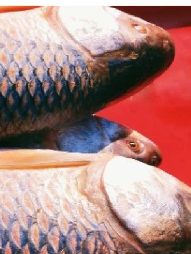 রোজ মাছ খেলে কী হয় শরীরে? জানুন