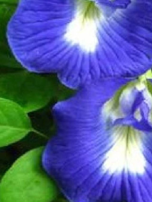 বাড়িতে কোথায় অপরাজিতা গাছ রাখা ভাল? জানুন