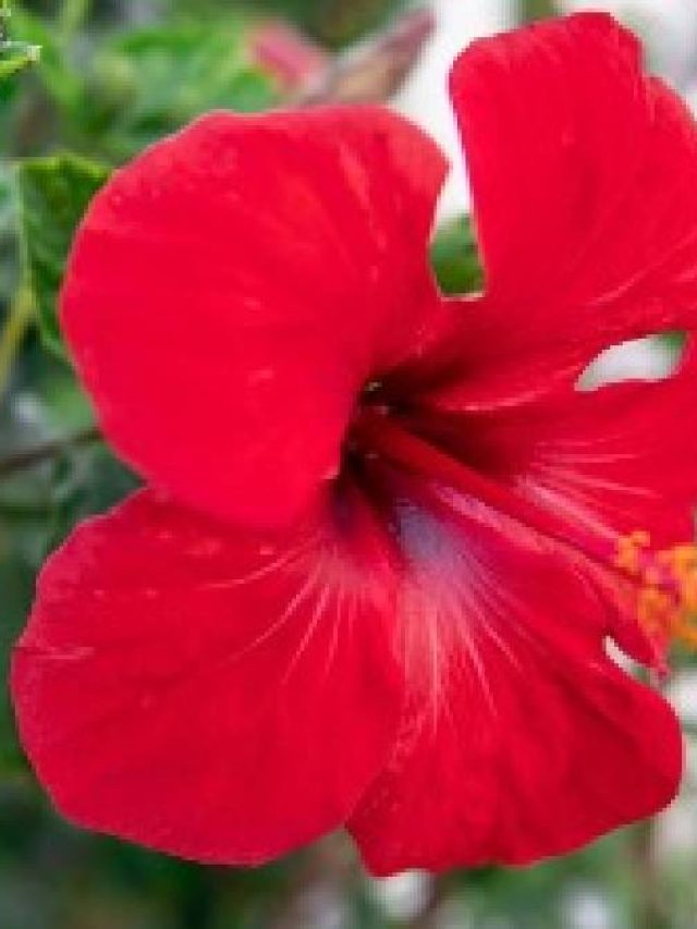 রাতারাতি প্রচুর জবা ফুল ফুটবে ঘরের টবে, জানুন এই সহজ পদ্ধতি