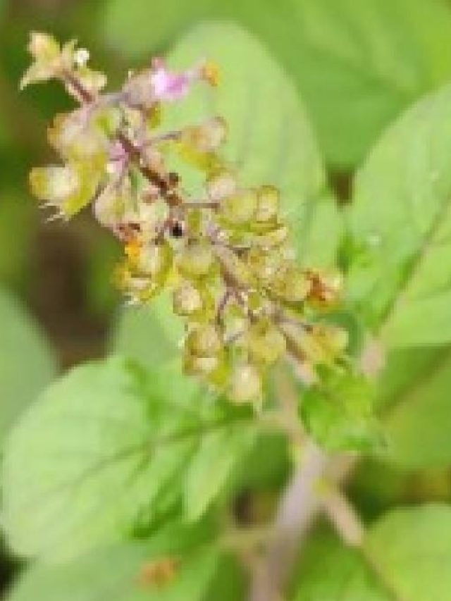 সুখী ঘর হবে কি? জানিয়ে দেবে তুলসী গাছ, কী ভাবে?