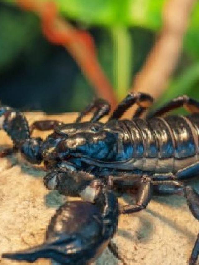 গা শিরশির করবে,  বিশ্বের সবচেয়ে বড় কাঁকড়াবিছে কেমন ছিল?