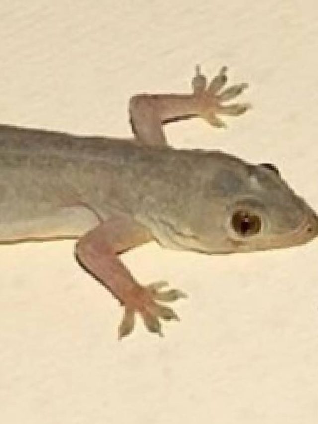 ঘর থেকে টিকটিকি তাড়াবেন কী ভাবে? জানুন সহজ উপায়