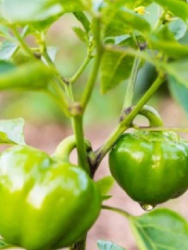 সারা বছর বাড়িতেই ফলবে ক্যাপসিকাম, গাছ লাগান এ ভাবে