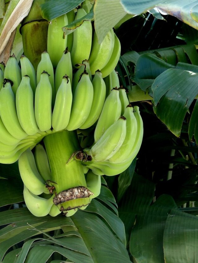 কার্বাইডে পাকানো কলা কীকরে চিনবেন? ট্রিক শিখে চিনুন