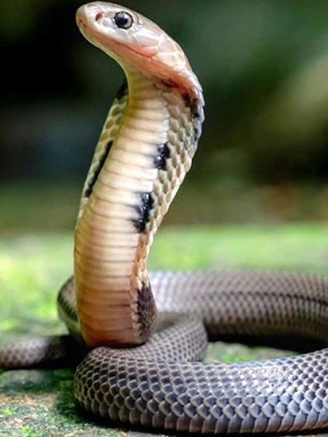 বাড়ির গামলাতে এই ৪ গাছের একটা লাগান, সাপ পড়িমড়ি পালাবে