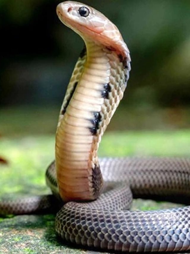 সাপের 'যম', এই পাউডার ছড়ালে সাপ সুরসুরিয়ে পালাবে