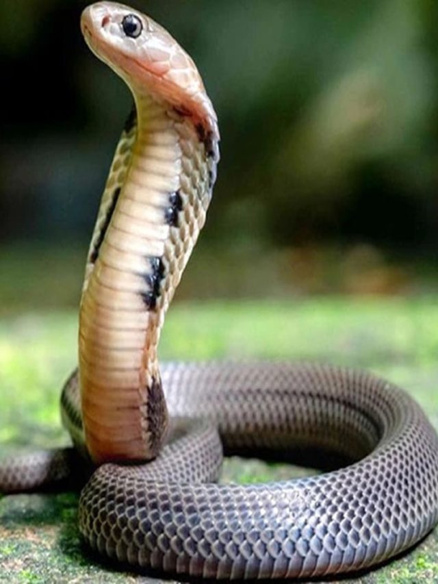 এই গাছের পাতা ৫ মিনিটেই নামিয়ে দেয় সাপের বিষ, বর্ষায় জরুরি টিপস