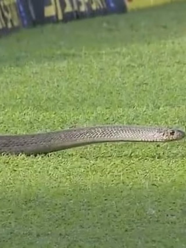 ম্যাচের মাঝেই বল বয়ের সামনে বিষাক্ত সাপ! আতঙ্কে ৪০ মিনিট বন্ধ খেলা