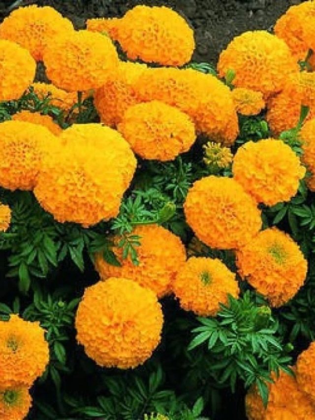 গাঁদা ফুলেই সারতে পারে স্কিনের এই সমস্যা, কীভাবে ব্যবহার করবেন?