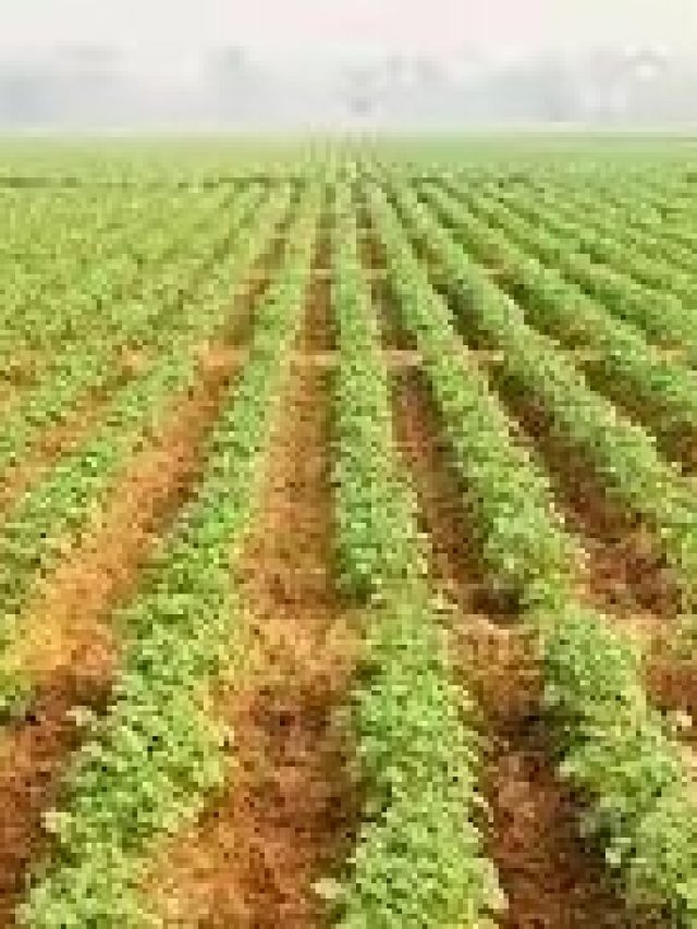 কুয়াশার কারণে আলুতে ধসা ধরলে কী করবেন? চাষিদের কাজে লাগবেই