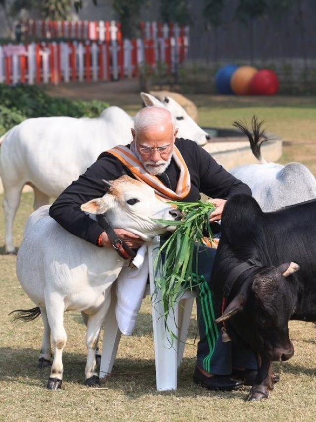 গরুকে খাওয়ালে বাড়ে শান্তি-সমৃদ্ধি, জানুন কেন?