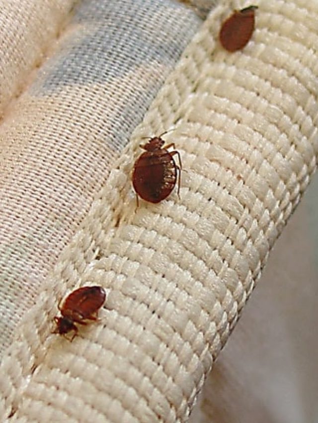 ছারপোকা হবে ছুমন্তর, জেনে নিন ঘরোয়া ২ জবরদস্ত উপায়