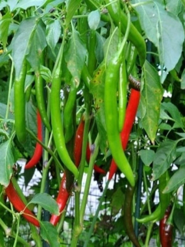 লঙ্কায় ছেয়ে যাবে বাড়ির গাছ, শুধু এভাবে দিন দইয়ের ঘোল; জানুন