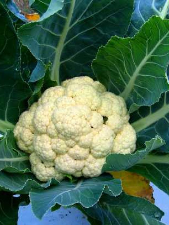 ফুলকপিতে থিকথিকে পোকা? এভাবে ধুলে একটাও থাকবে না