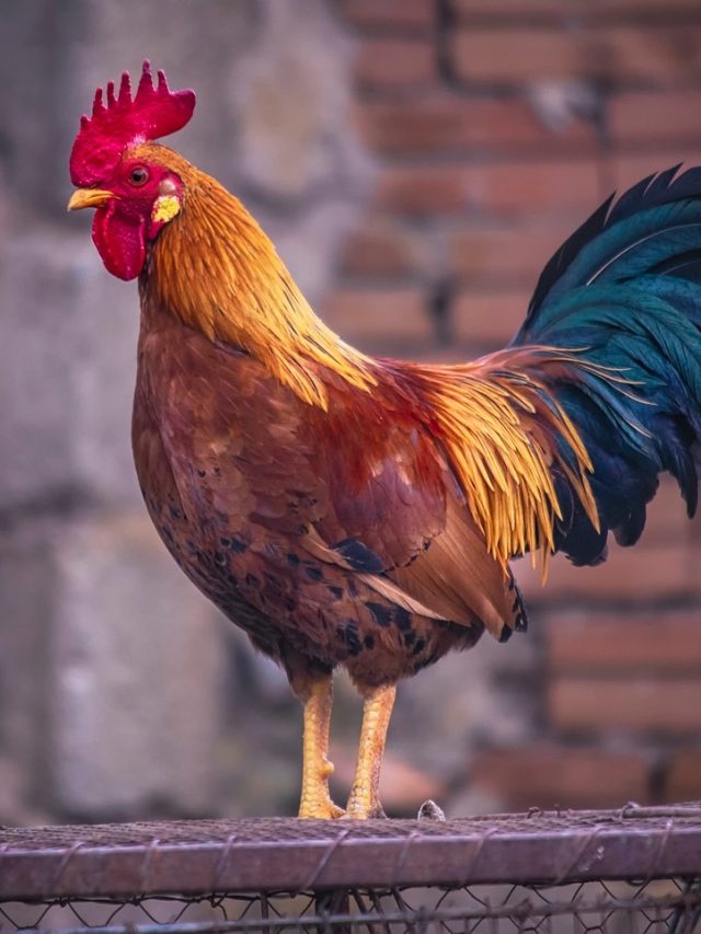 মুরগীর থেকে শিখুন এই ৪ অভ্যাস, গ্যারান্টি মেয়েরা পাগল হয়ে যাবে