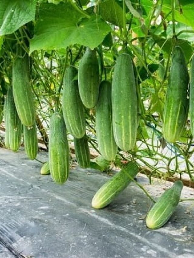 সারা বছর মিলবে কচি শসা, বাড়ির টবেই ফলান সহজে