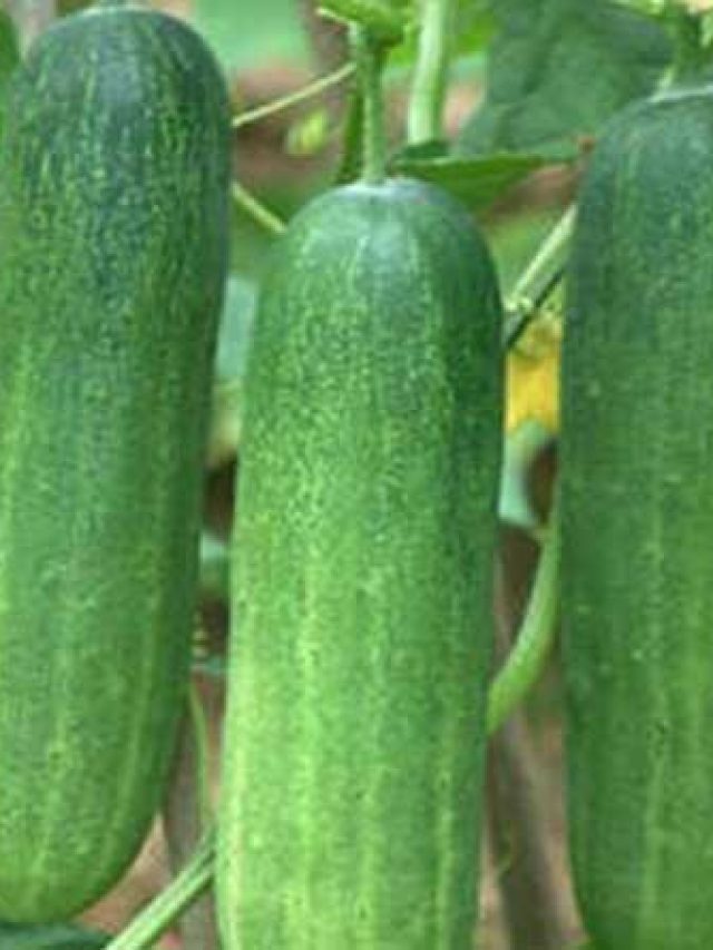 গরমের মহৌষধি শসা, খেলেই শরীর থাকবে 'কুল'