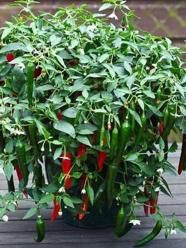 সারা বছর মিলবে ঝাল ঝাল লঙ্কা, টবেই সহজ উপায়ে করুন চাষ