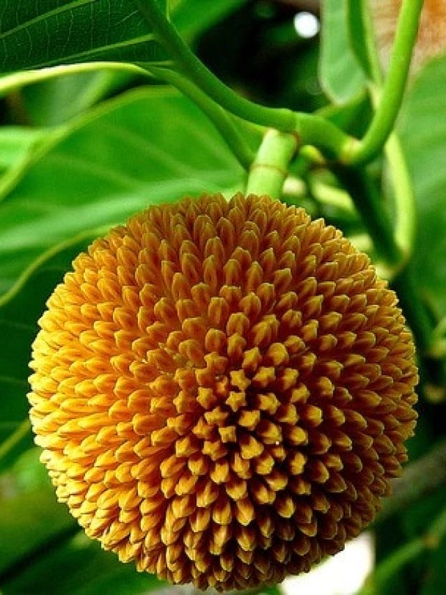 পুরুষদের স্ট্যামিনা বাড়ায়, ওষুধের চেয়ে কম নয় কৃষ্ণের এই প্রিয় ফল