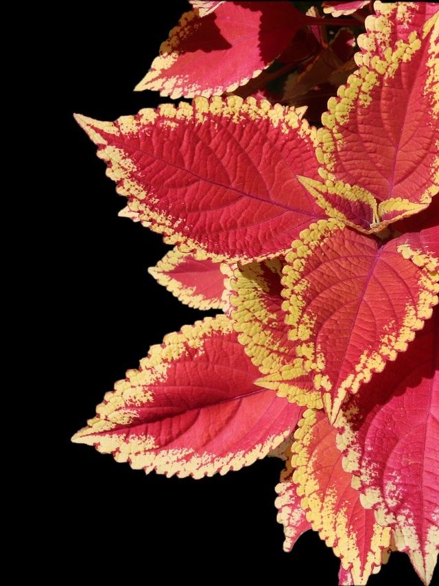 টকটকে লাল রঙের পাতা! ডাল পুঁতলেই হবে এই গাছ