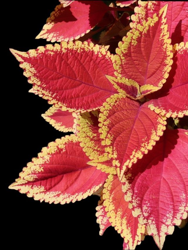 ডাল পুঁতলেই হবে লাল পাতার এই গাছ! নাম বলুন তো?